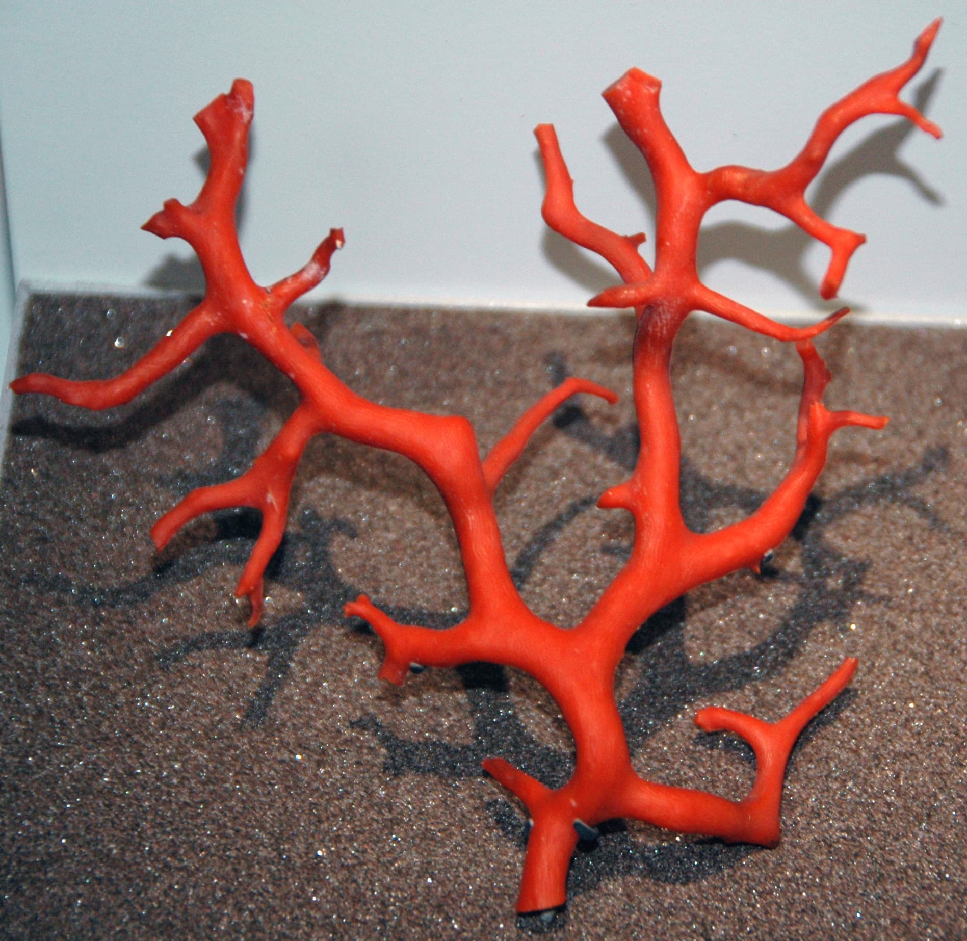 Branching colony of red coral, Corallium rubrum