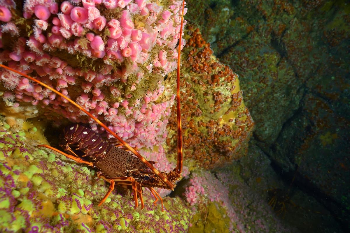 A spiny lobster on a rock face covered in pink coral polyps, antennae extended