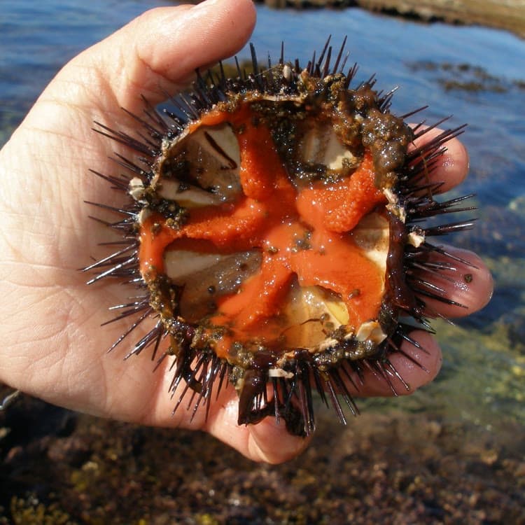 An opened sea urchin held in a hand, the orange roe arranged in five segments
