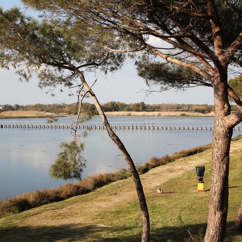 The Calich lagoon seen past a stone pine, with the old bridge crossing the water