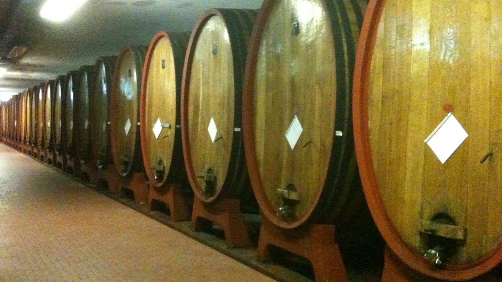 A long row of large oak casks in the cellar at Sella & Mosca