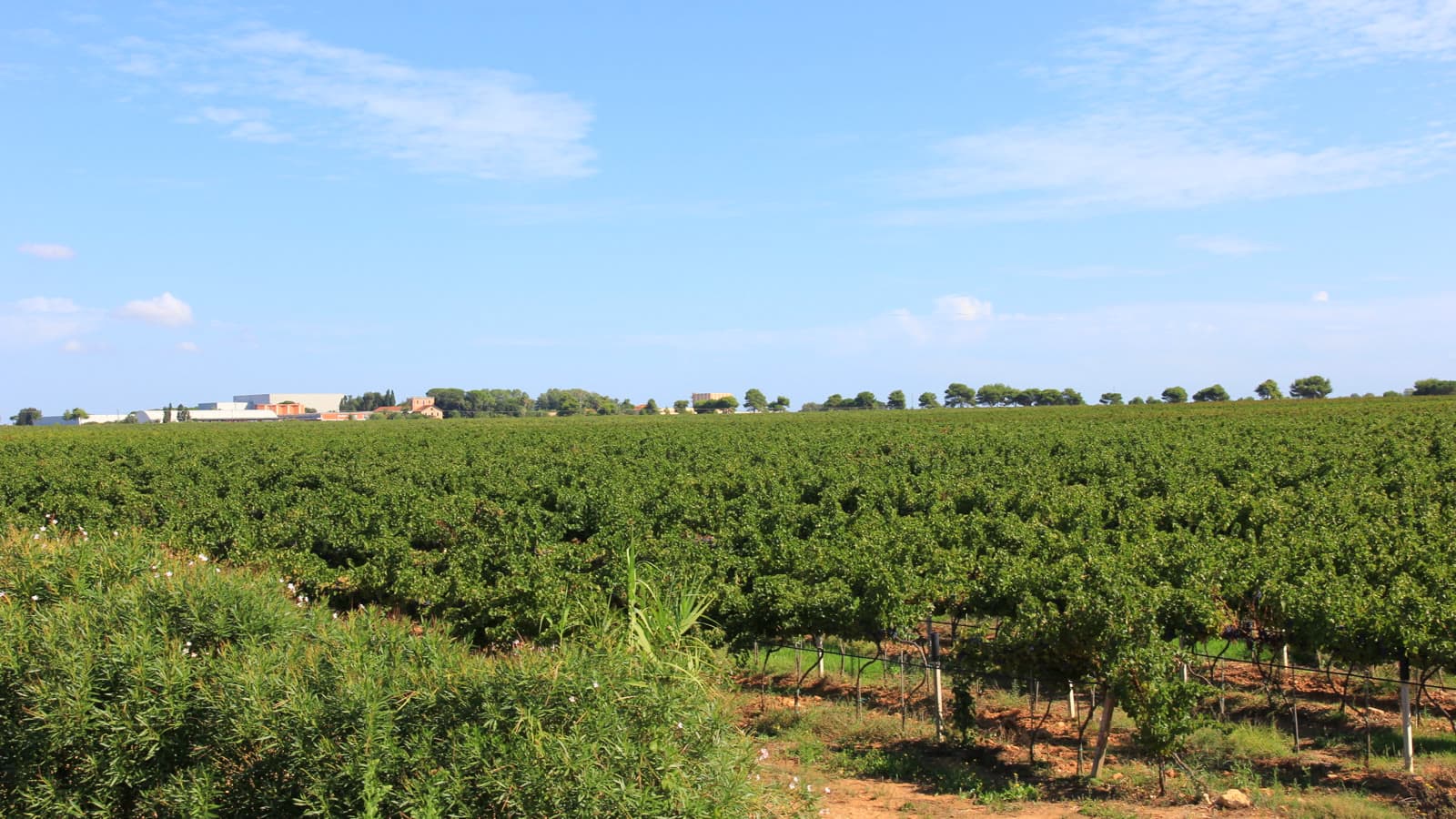 Rows of vines on the flat limestone plain of the Nurra behind Alghero
