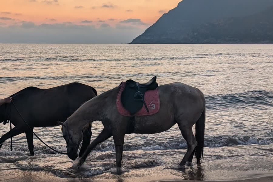Two saddled horses standing in the shallows at Porto Ferro at sunset.