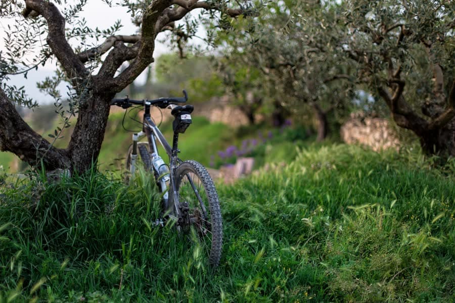 A mountain bike leaning against a tree in an olive grove.