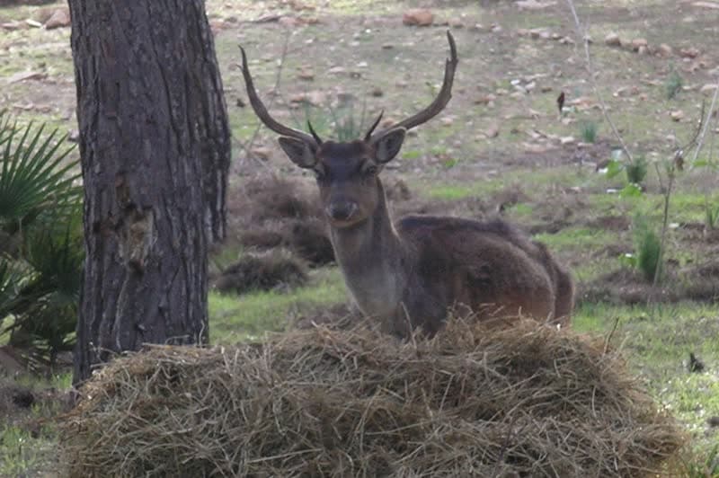 A fallow deer lying in dry grass under a pine in the Porto Conte reserve.