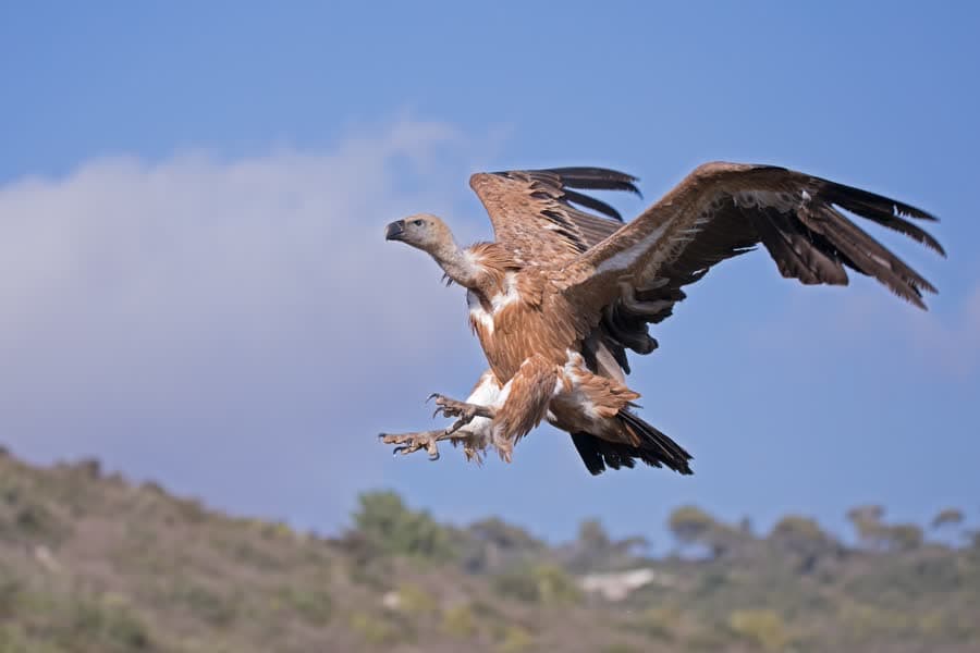 A griffon vulture with wings fully spread, about to land.