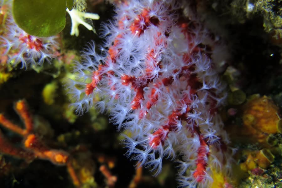 Red coral growing on dark rock underwater, its white polyps open.
