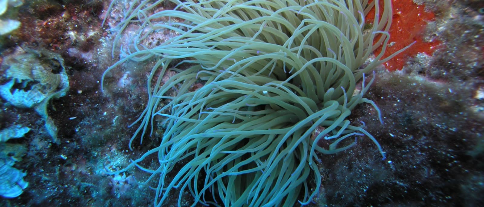 Yellow cup coral polyps growing on rock inside a sea cave beneath the cliffs of Capo Caccia, lit against the darkness.