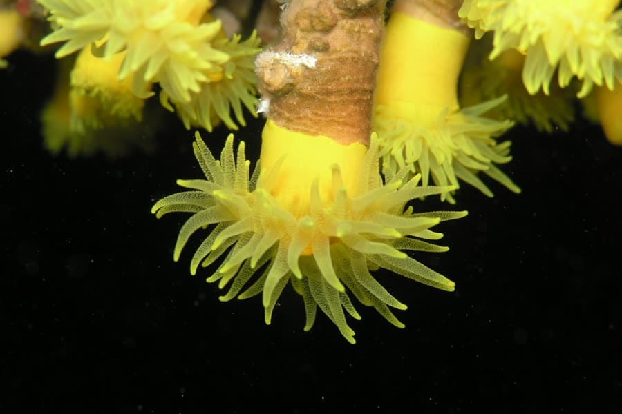 Yellow cup coral polyps on the rock of a sea cave beneath the cliffs of Capo Caccia.