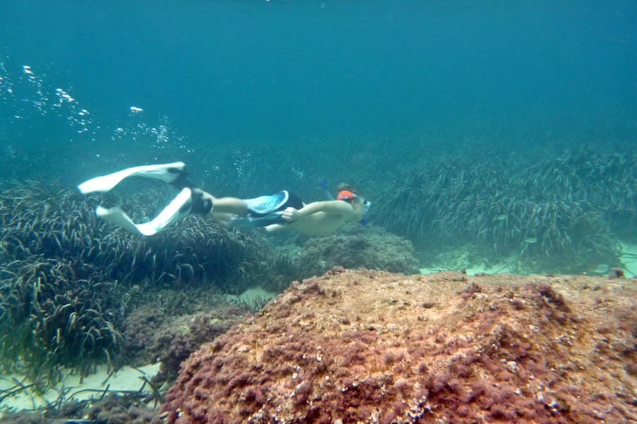 A snorkeller swimming face down over a seagrass meadow in clear water.