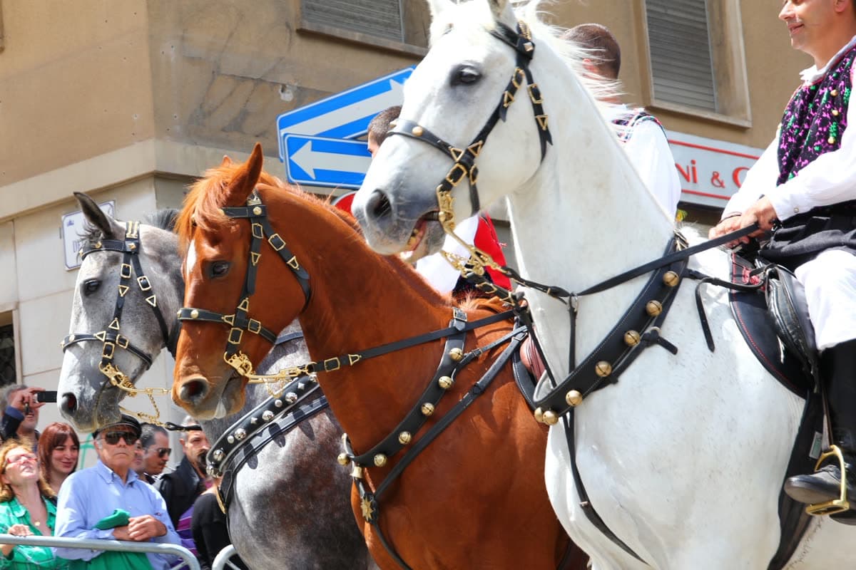 サッサリのカヴァルカータ・サルダの行列で飾り馬具をつけた馬